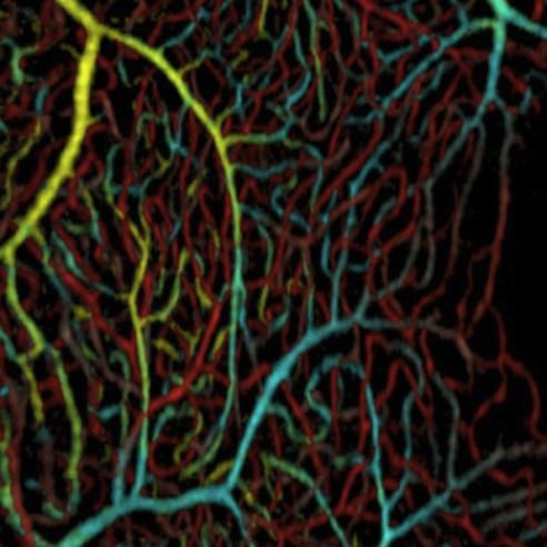 Blood flow in the macula